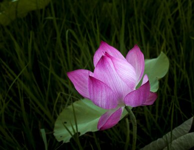 Lotus lonely leaning
