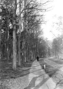 Boswegen, acacia, Hoog Keppel, Bestanddeelnr 164-0874