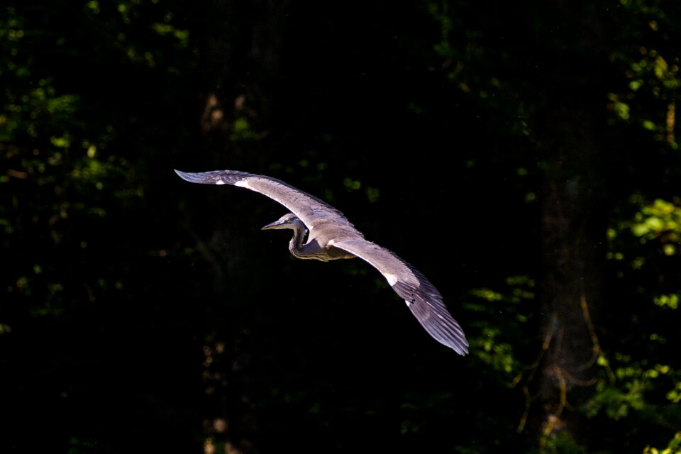 Nature grey heron sea