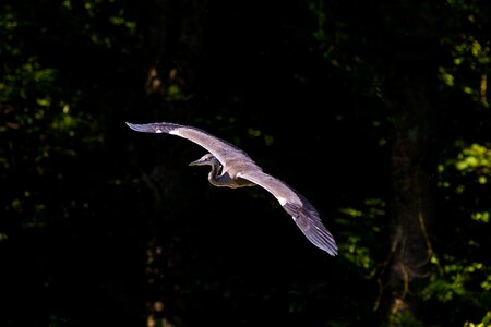 Nature grey heron sea photo