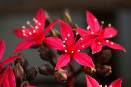 Garden flowers plants