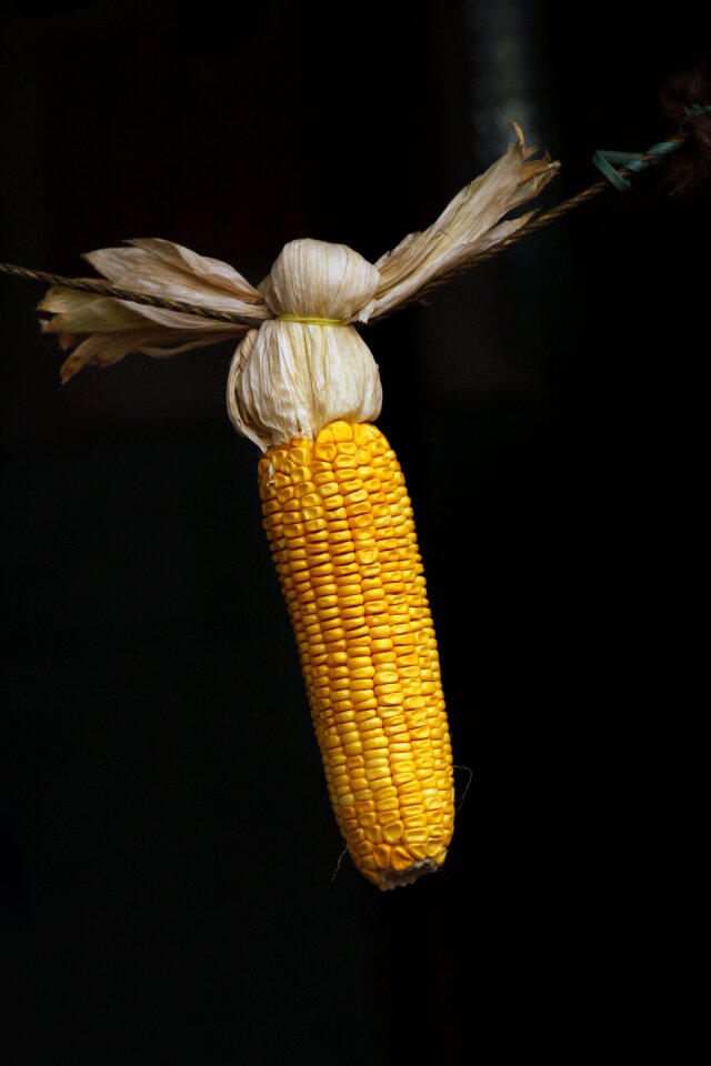 Food yellow seed