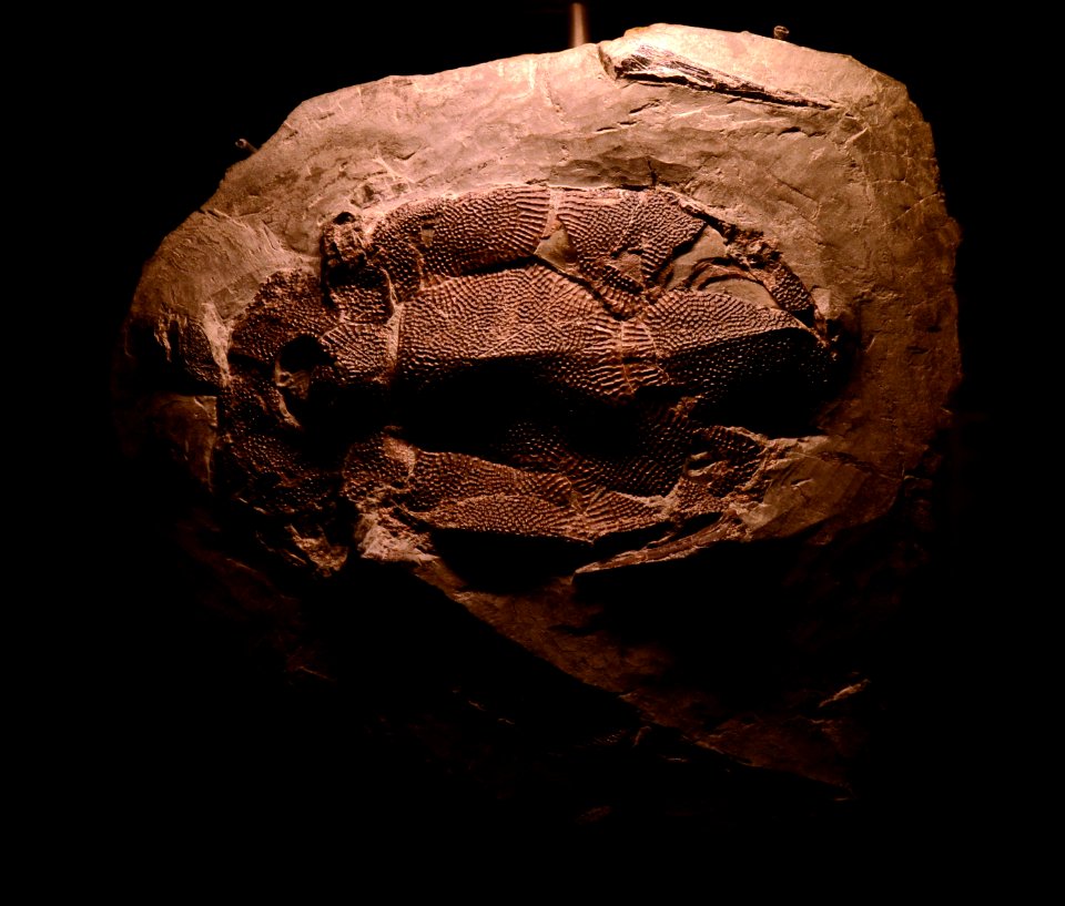 Bothriolepis canadensis Musée des Confluences 18102015 1