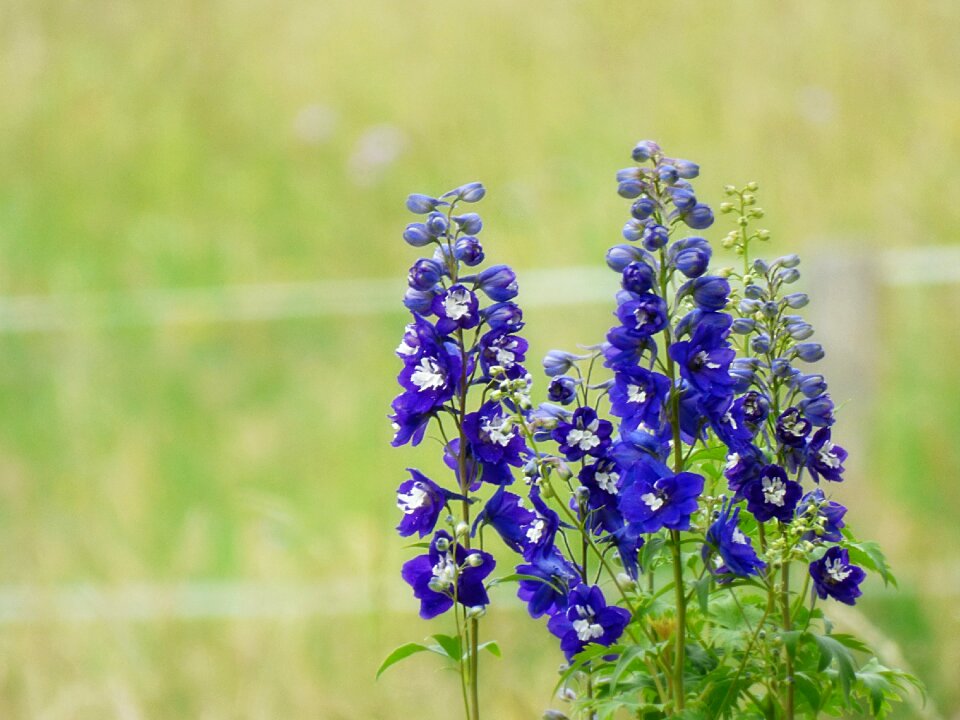 Flower blue flower blue blossom