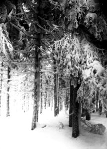 Bosbouw, dennen, sneeuw, Bestanddeelnr 193-0685