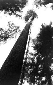 Bosbouw, buitenland, klimaat, grond, dennenkegel, Bestanddeelnr 194-1317