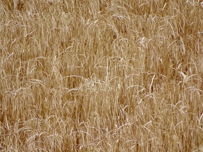Nature agricultural landscape