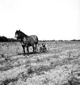 Bosbouw, heide ontginning, grondbewerking, ontwatering, rolegge, Bestanddeelnr 195-0026