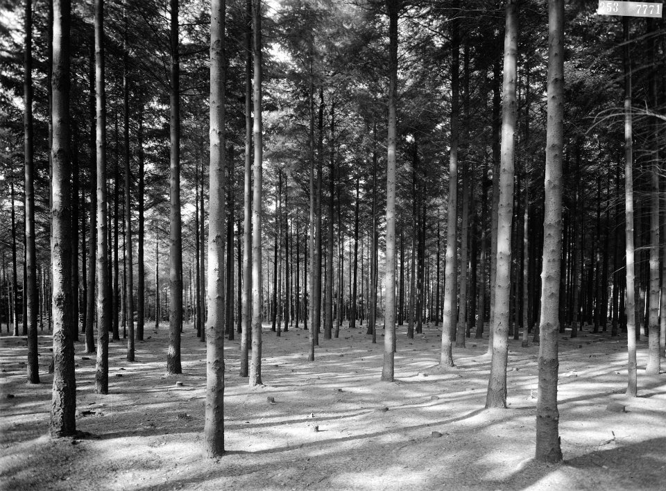 Bossen, sneeuw, Bestanddeelnr 253-7771