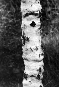 Bosbouw, buitenland, klimaat, grond, betula verrucosa, Bestanddeelnr 194-1309