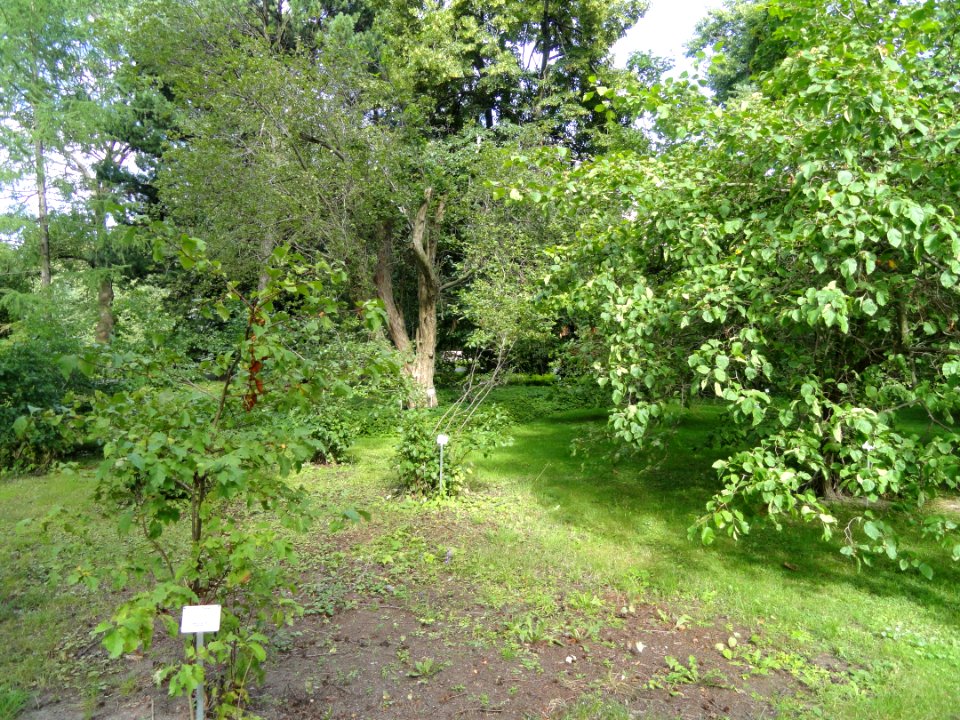 Botanical Garden in Kaisaniemi - DSC03751
