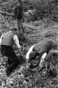 Bosbewerking, arbeiders, stobben, stroppen, bevestigen, Bestanddeelnr 170-0765