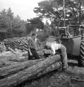 Bosbewerking, landbouwmachines, werktuigen, boomstammen, sleepwerkzaamheden, arb, Bestanddeelnr 253-5925