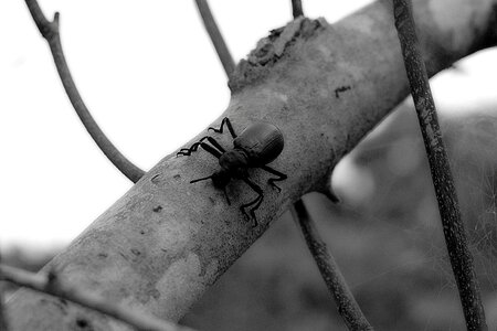 Nature tree black and white