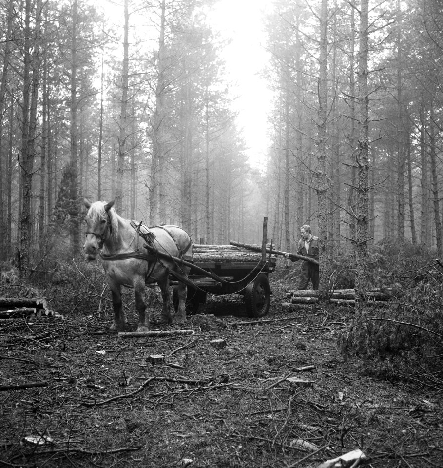 Bosbewerking, arbeiders, paard-en-wagen, boomstammen, laadwerkzaamheden, Bestanddeelnr 253-5931