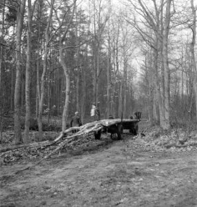 Bosbewerking, arbeiders, paard-en-wagen, boomstammen, Bestanddeelnr 251-9695
