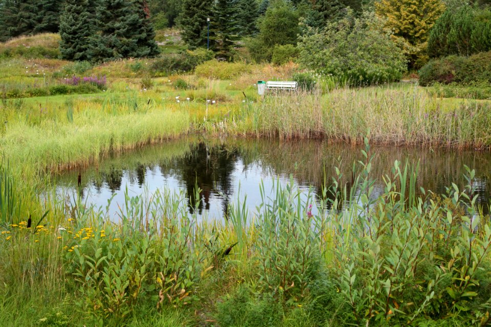 Botanical Gardens of Oulu University 20190818 06