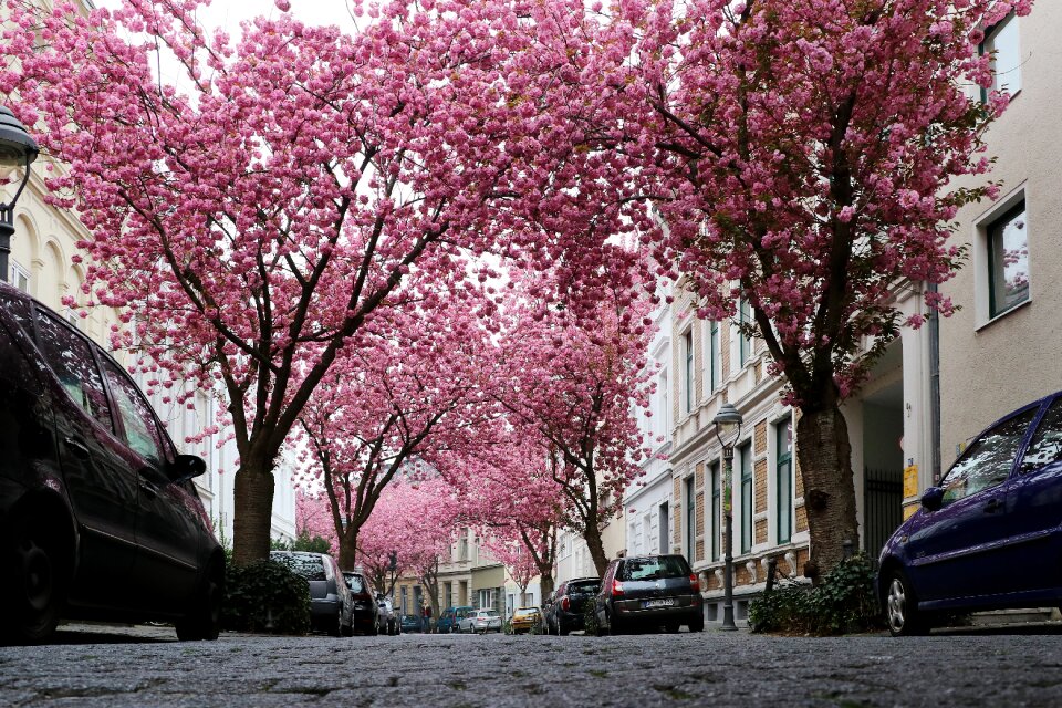 Spring blossom cherry