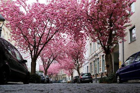 Spring blossom cherry