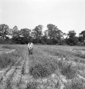 Bosbouw, landerijen, arbeiders, werkzaamheden, Bestanddeelnr 253-4570