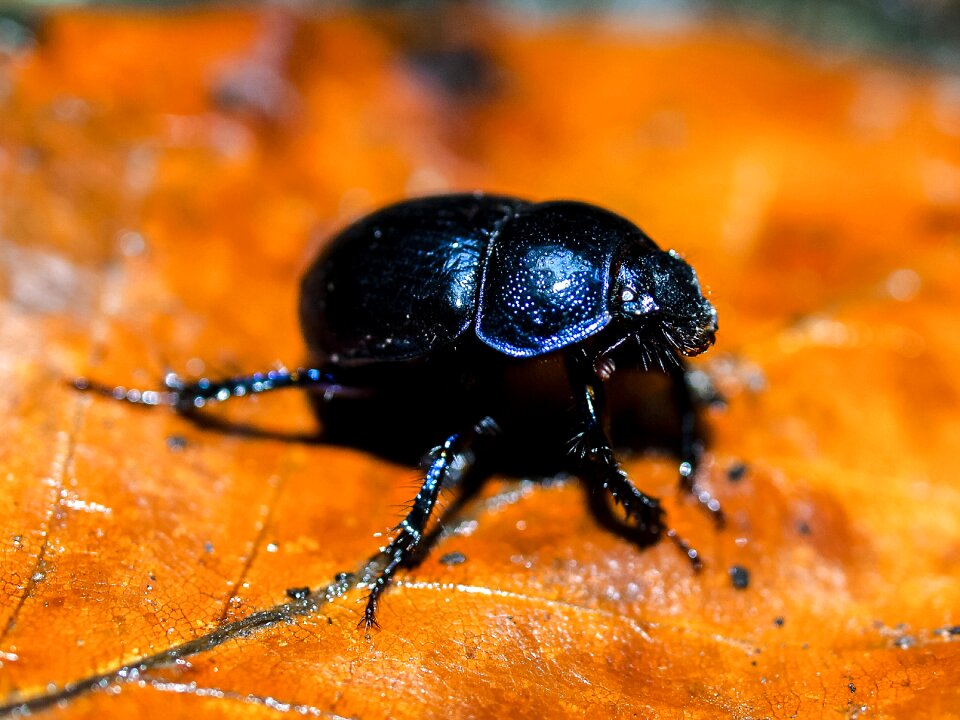 Insect nature animal