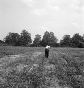 Bosbouw, landerijen, arbeiders, werkzaamheden, Bestanddeelnr 253-4569