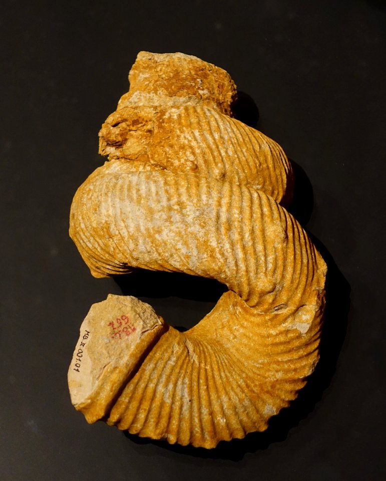 Bostrychoceras polyplocum, Ammonit - Museum fur Naturkunde, Berlin - DSC00092