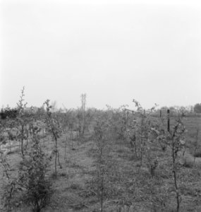 Bosbouw, jonge planten, Bestanddeelnr 253-5761
