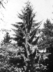 Bosbouw, buitenland, klimaat, grond, Bestanddeelnr 194-1314
