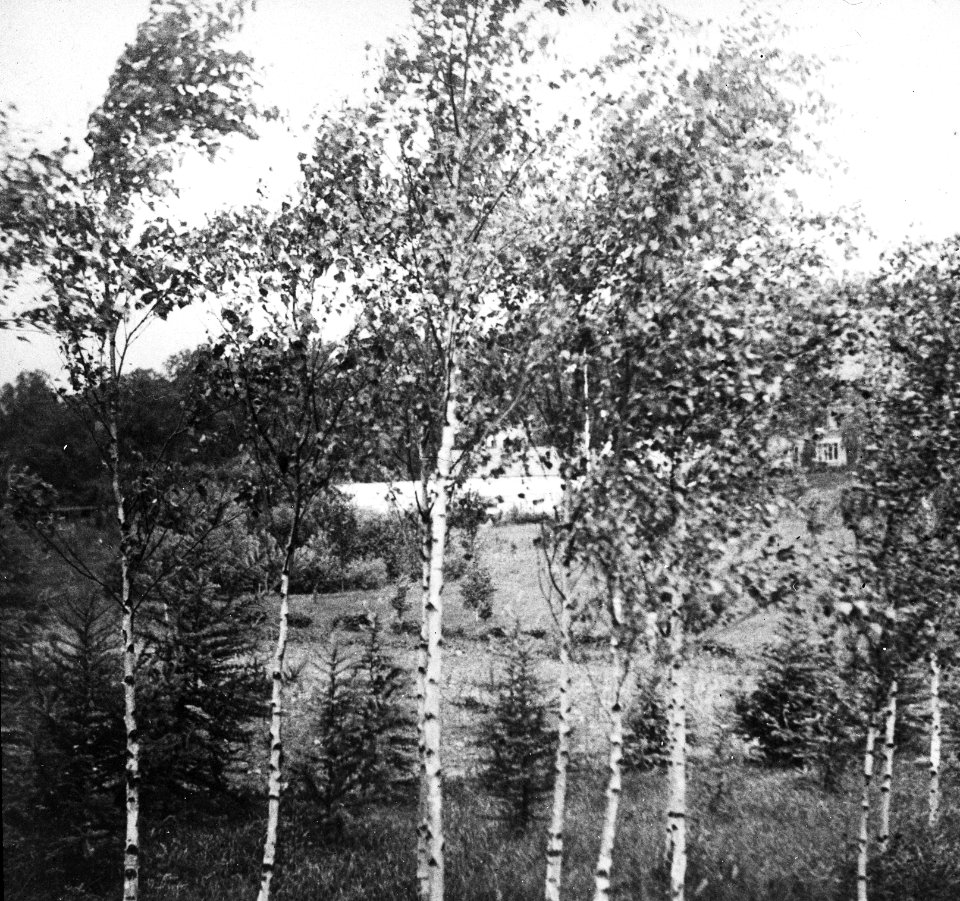 Bosbouw, buitenland, klimaat, grond, betula pendula, Bestanddeelnr 194-1300