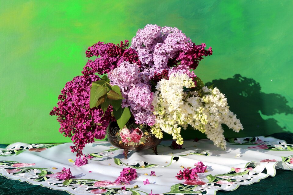 Blossom bloom lilac