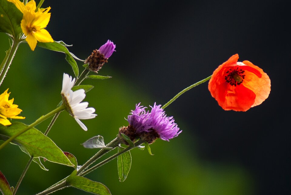 Garden flower colors
