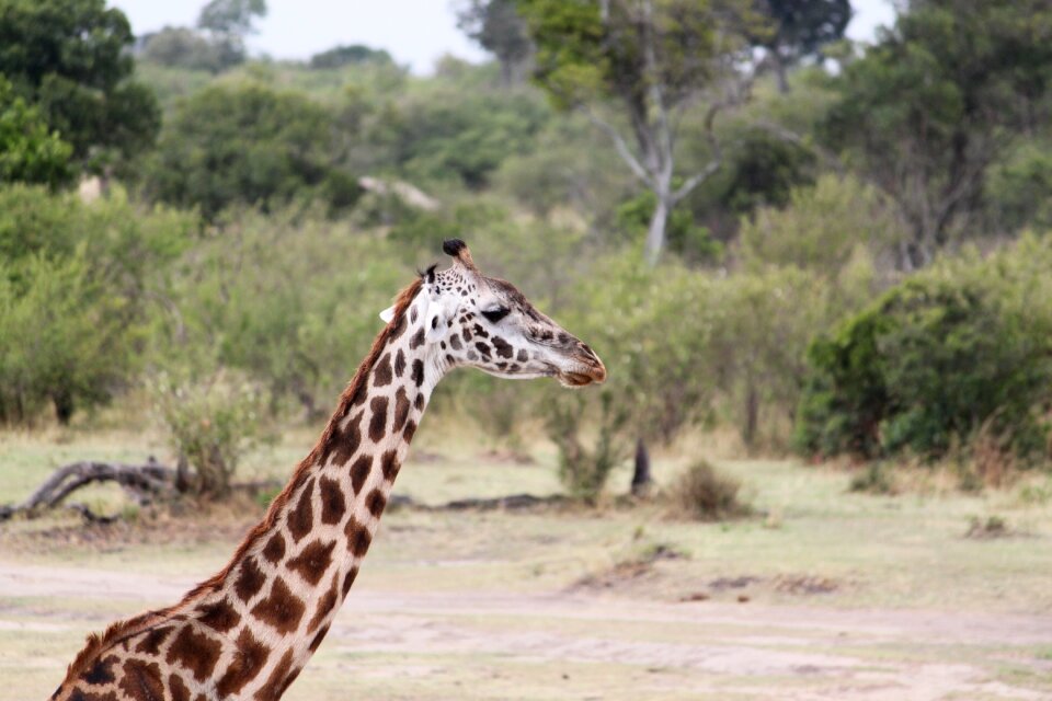 Nature kenya tanzania