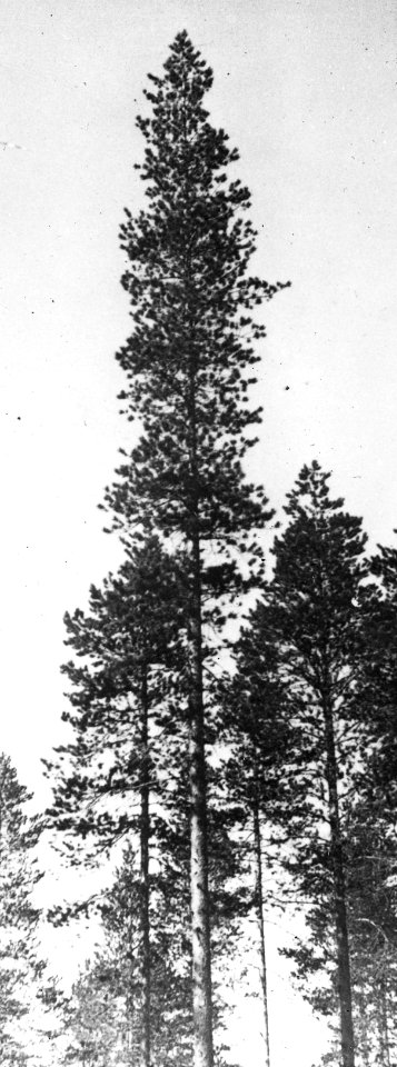 Bosbouw, buitenland, klimaat, grond, den, Bestanddeelnr 194-1316