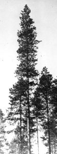 Bosbouw, buitenland, klimaat, grond, den, Bestanddeelnr 194-1316