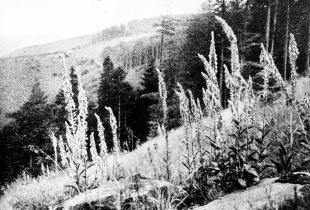 Bosbouw, buitenland, bosgezichten, vingerhoedkruid, digitalis purpurea, Bestanddeelnr 194-1202