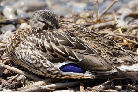 Mallard duck bird water bird photo