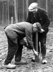 Bosbouw, kwekerijbedrijf, verspenen, douglas, Bestanddeelnr 193-1012