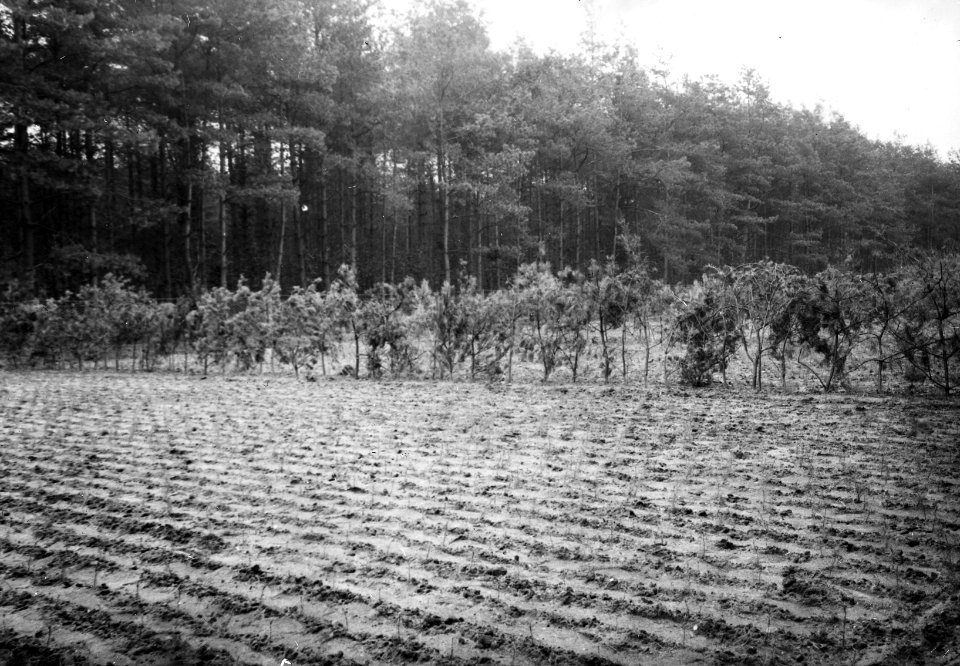 Bosbouw, kwekerijbedrijf, douglas, Bestanddeelnr 193-1020