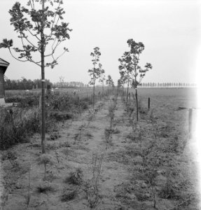 Bosbouw, jonge bomen, Bestanddeelnr 251-9849
