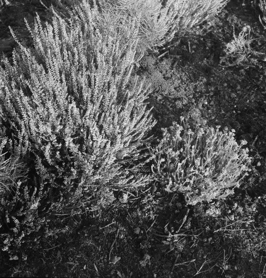 Bosbouw, overzichten, jonge plantjes, Bestanddeelnr 253-5608