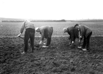 Bosbouw, kwekerijbedrijf, verspenen, loofhout, Bestanddeelnr 193-1009