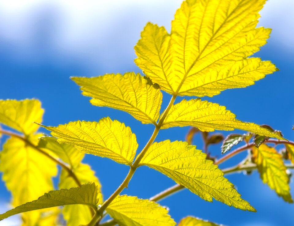 Nature plant branches