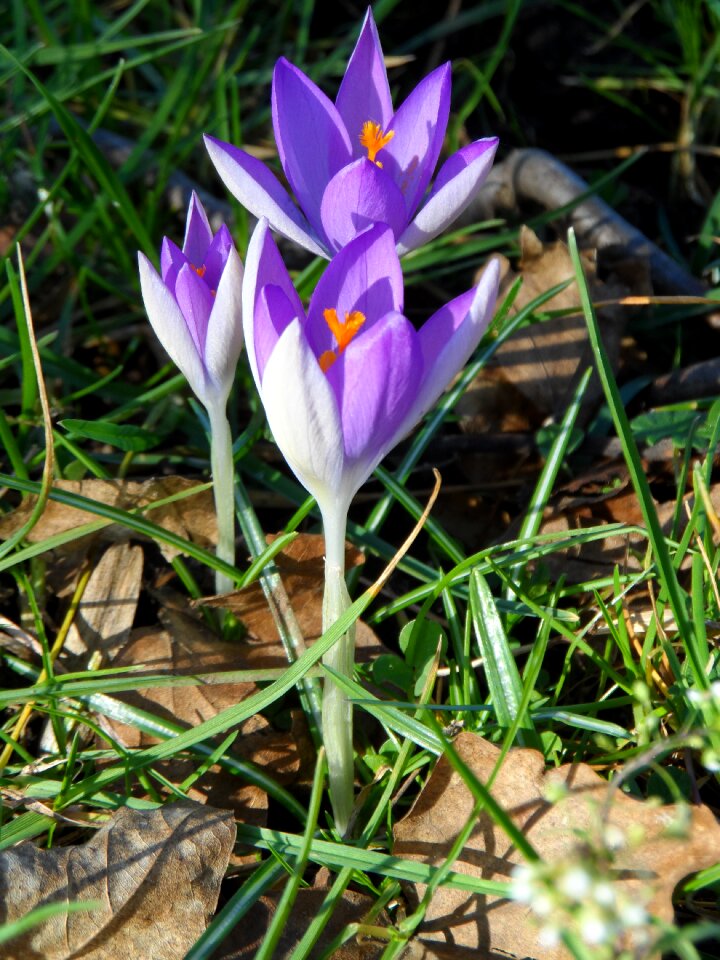 Flower blossom bloom