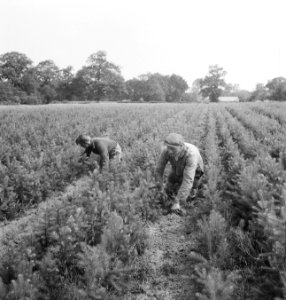 Bosbouw, landerijen, arbeiders, werkzaamheden, Bestanddeelnr 253-4566