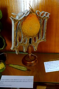 Botanical model (unidentified) - Museu Botânico da Universidade de Coimbra - University of Coimbra - Coimbra, Portugal - DSC09012