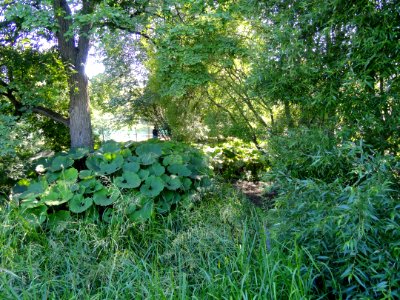 Botanical Garden in Kaisaniemi - DSC03574