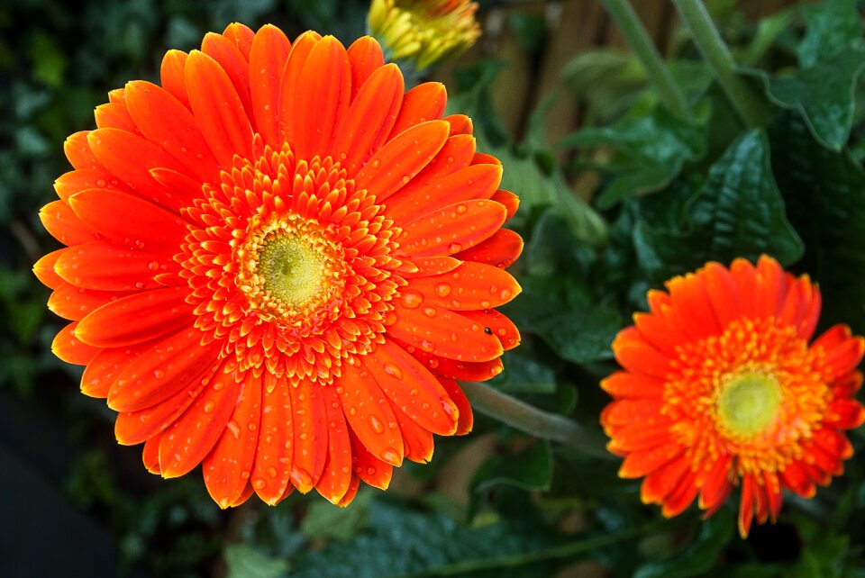 Flower color garden