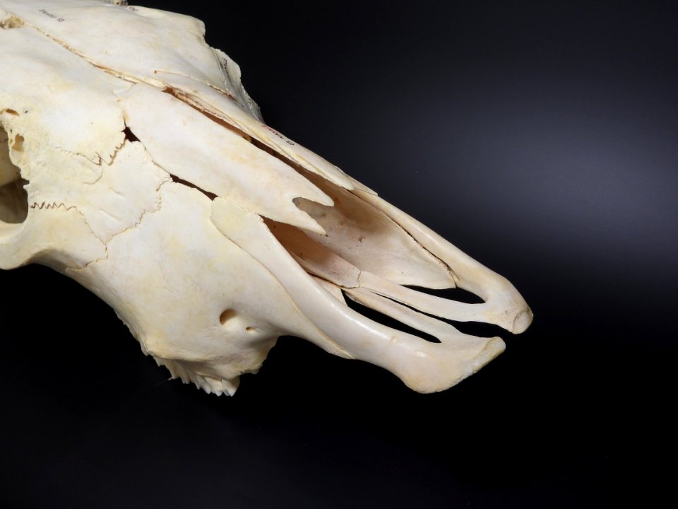 Bos primigenius f. taurus - cranium (nostrils detail)