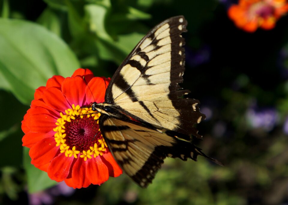 Flower monarch butterfly insect photo